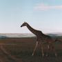 Kenya - Giraffer i fuld gallop